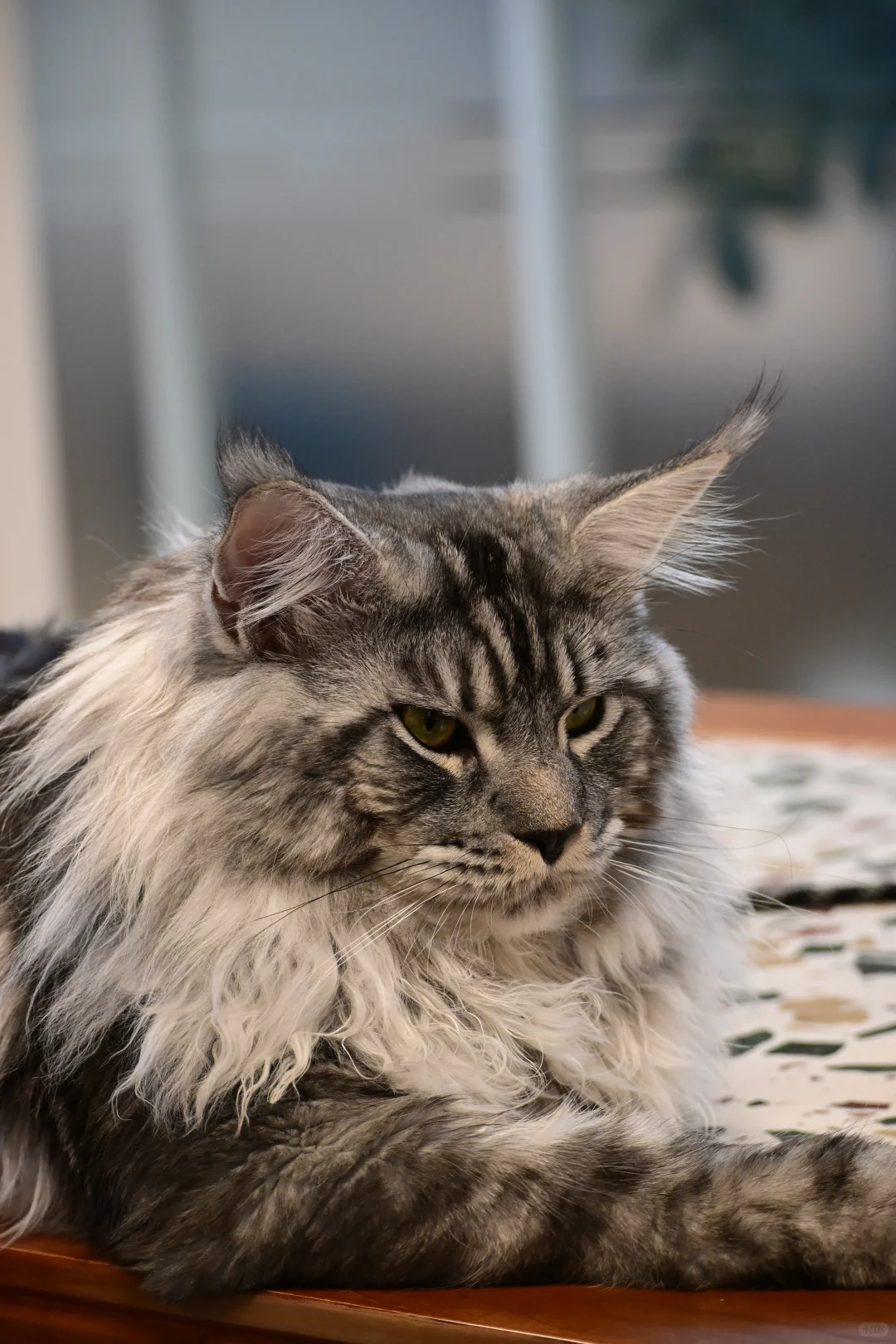 缅因银虎小模特找女朋友！