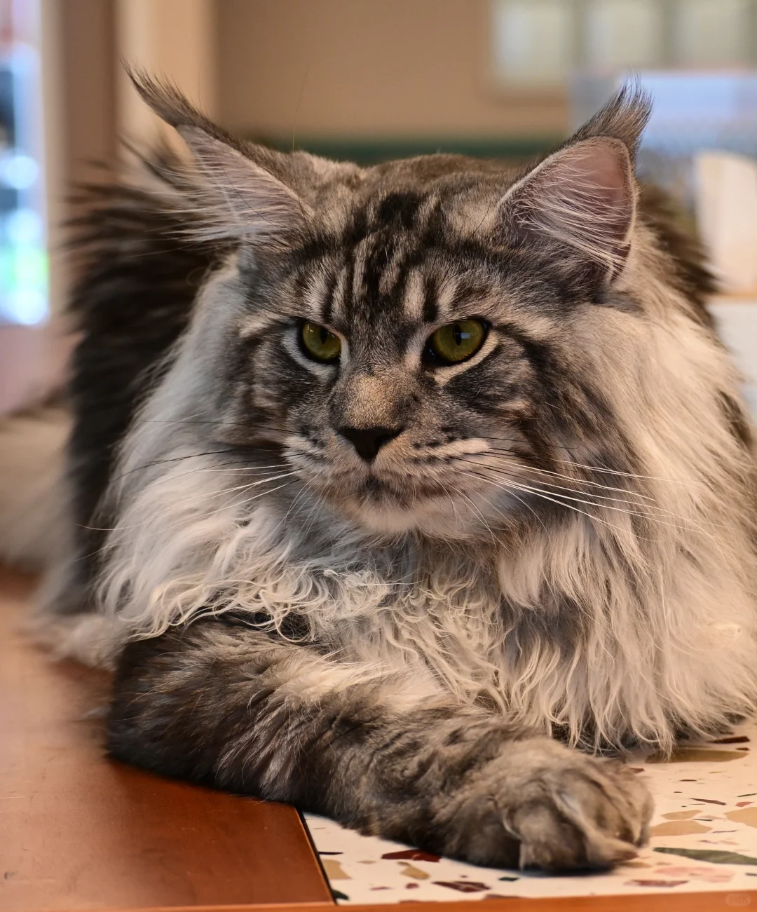 缅因银虎小模特找女朋友！