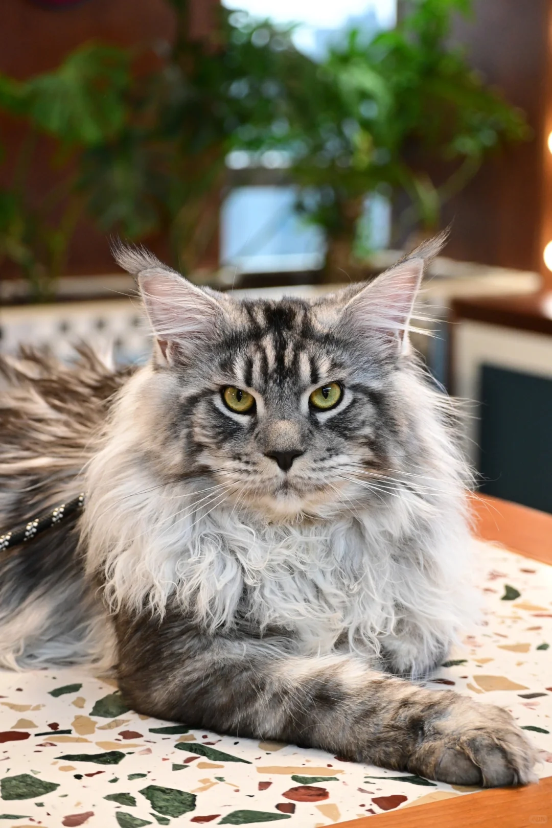 缅因银虎小模特找女朋友！