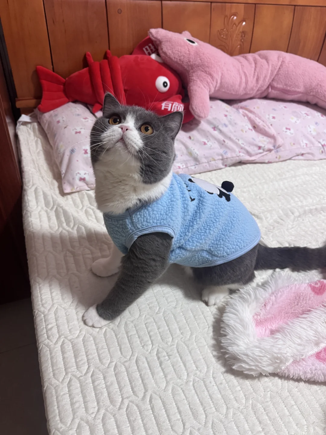 萍乡蓝白弟弟找女朋友