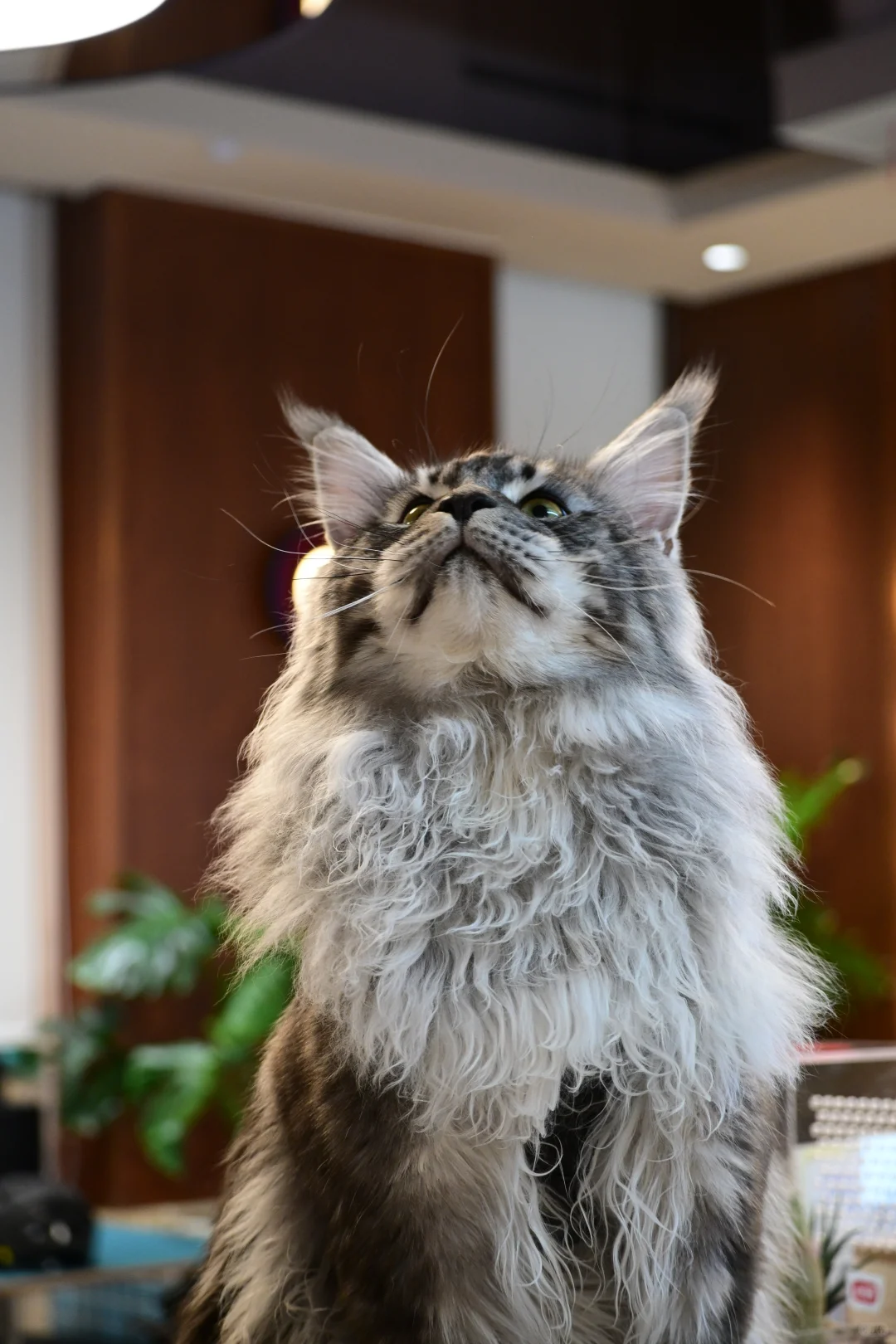 缅因银虎小模特找女朋友！