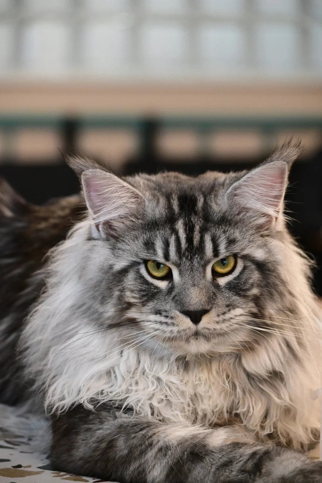 缅因银虎小模特找女朋友！