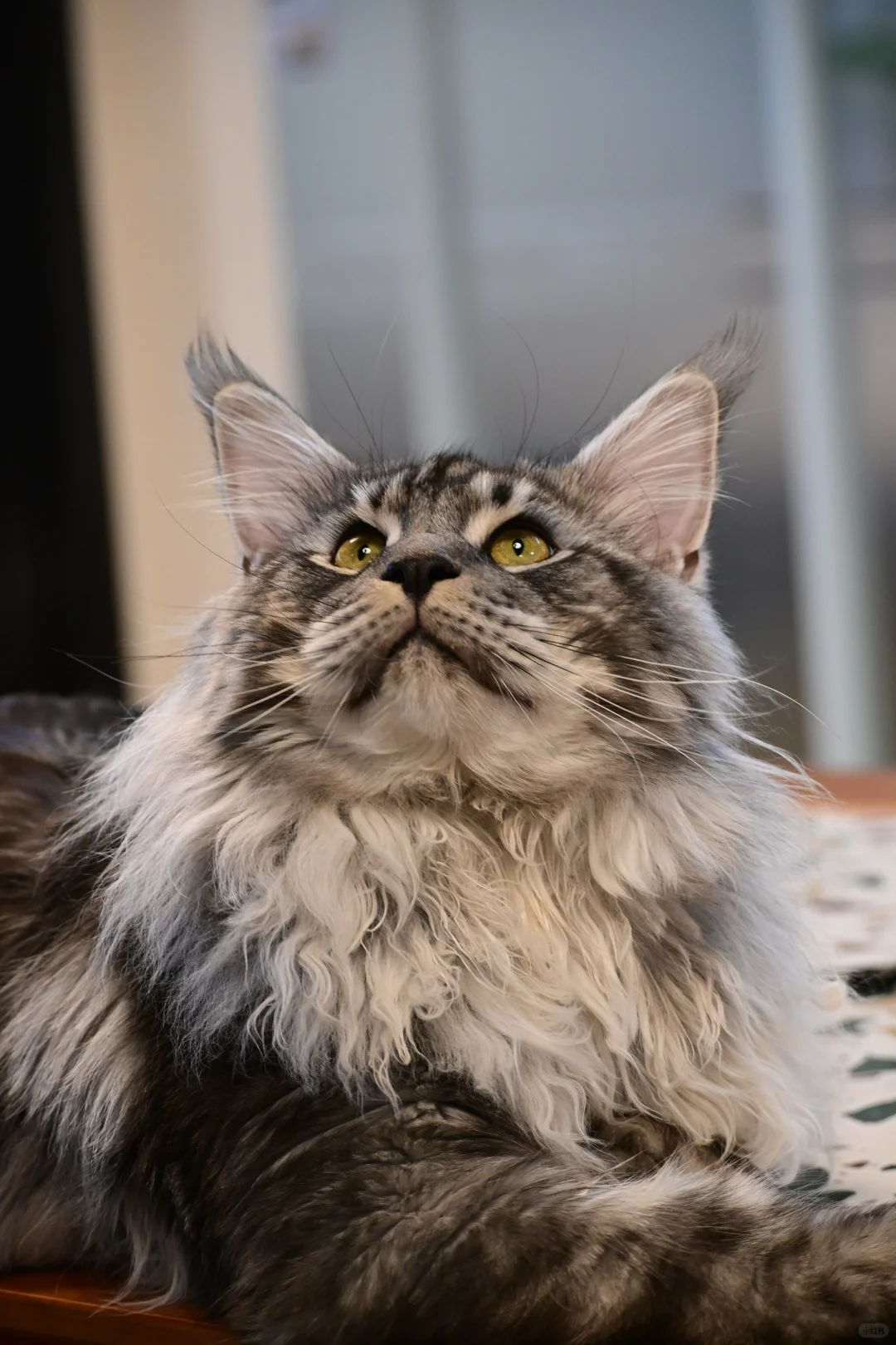 缅因银虎小模特找女朋友！