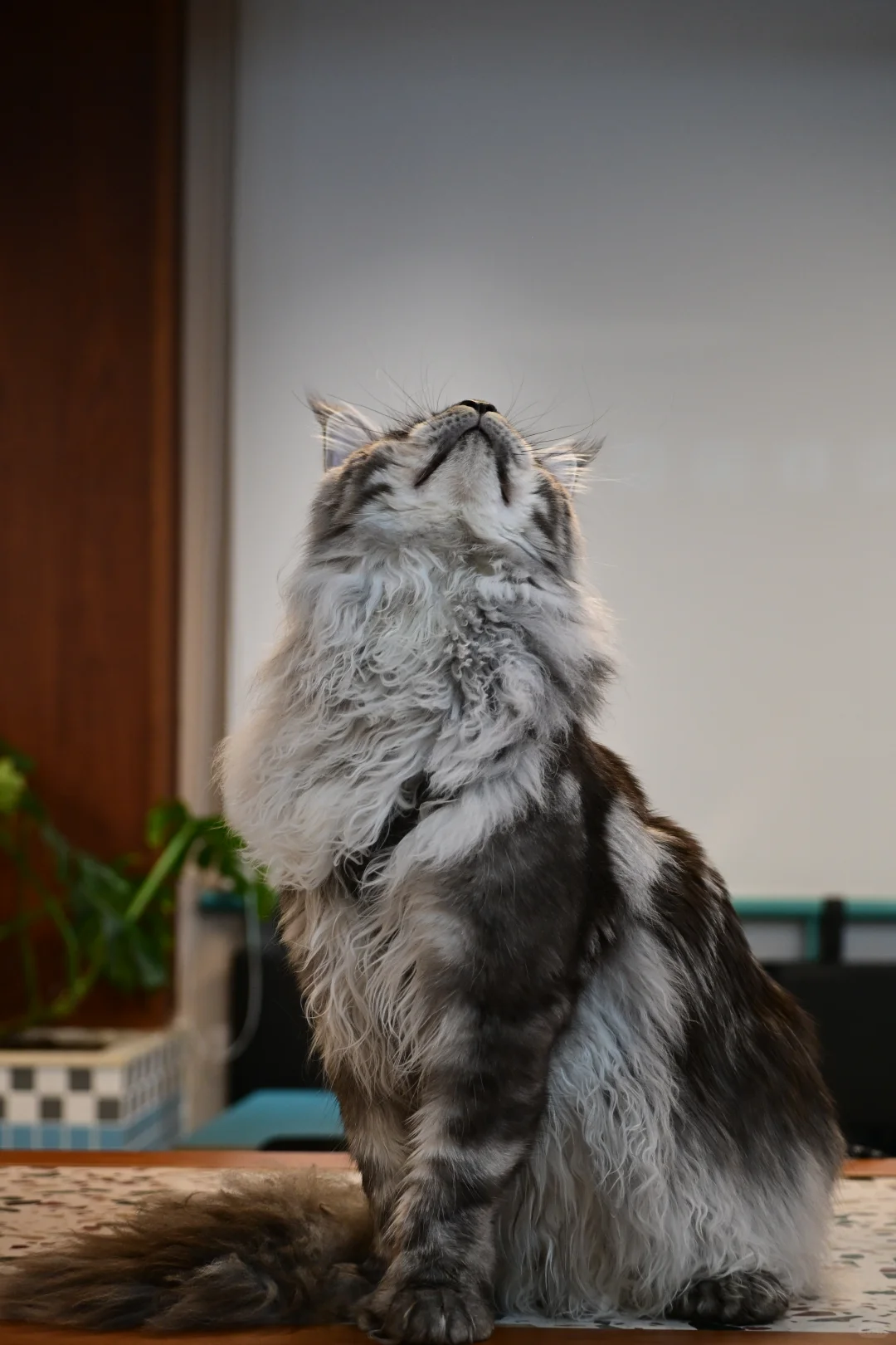 缅因银虎小模特找女朋友！