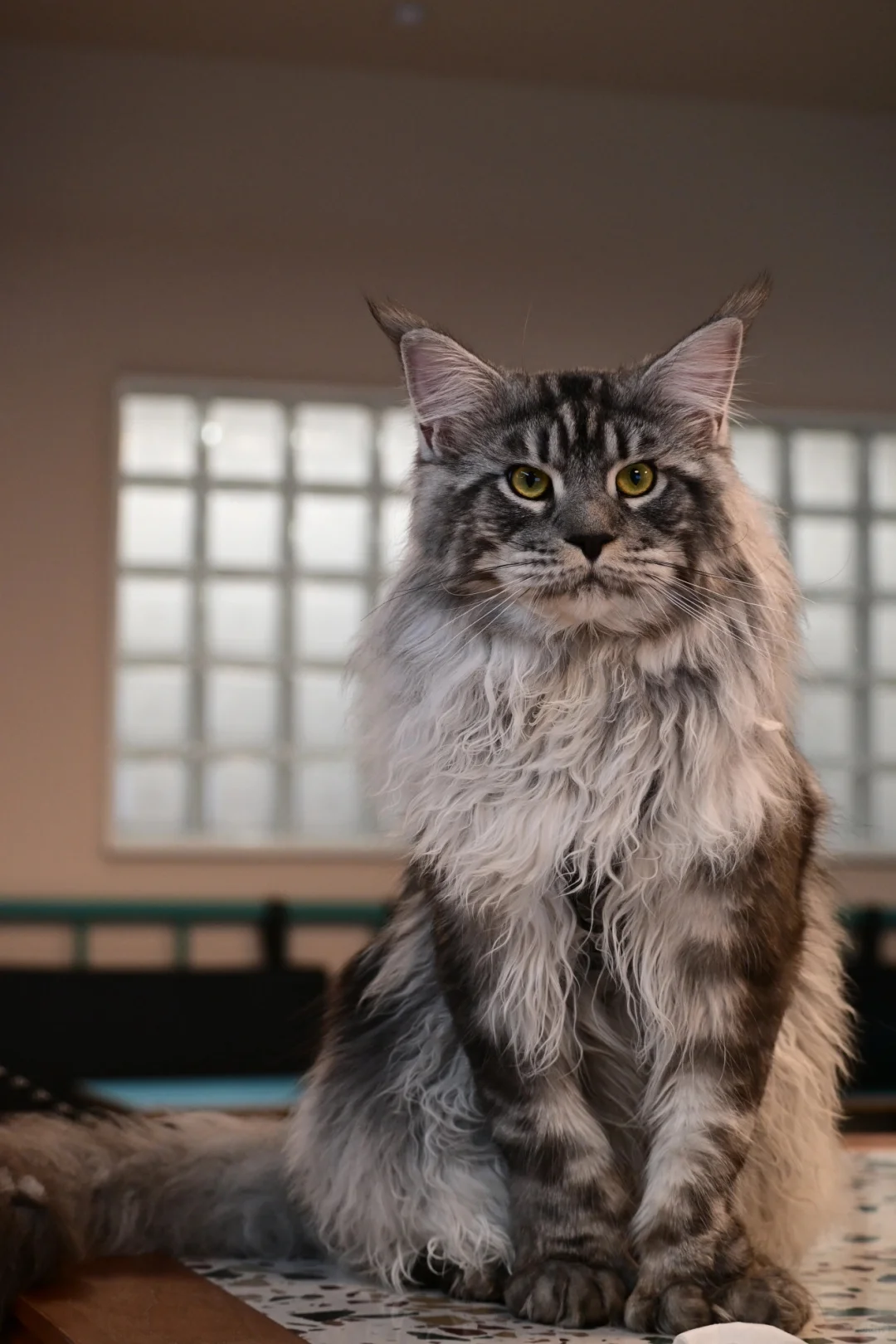 缅因银虎小模特找女朋友！