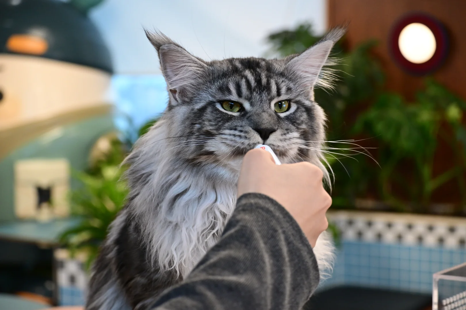 缅因银虎小模特找女朋友！