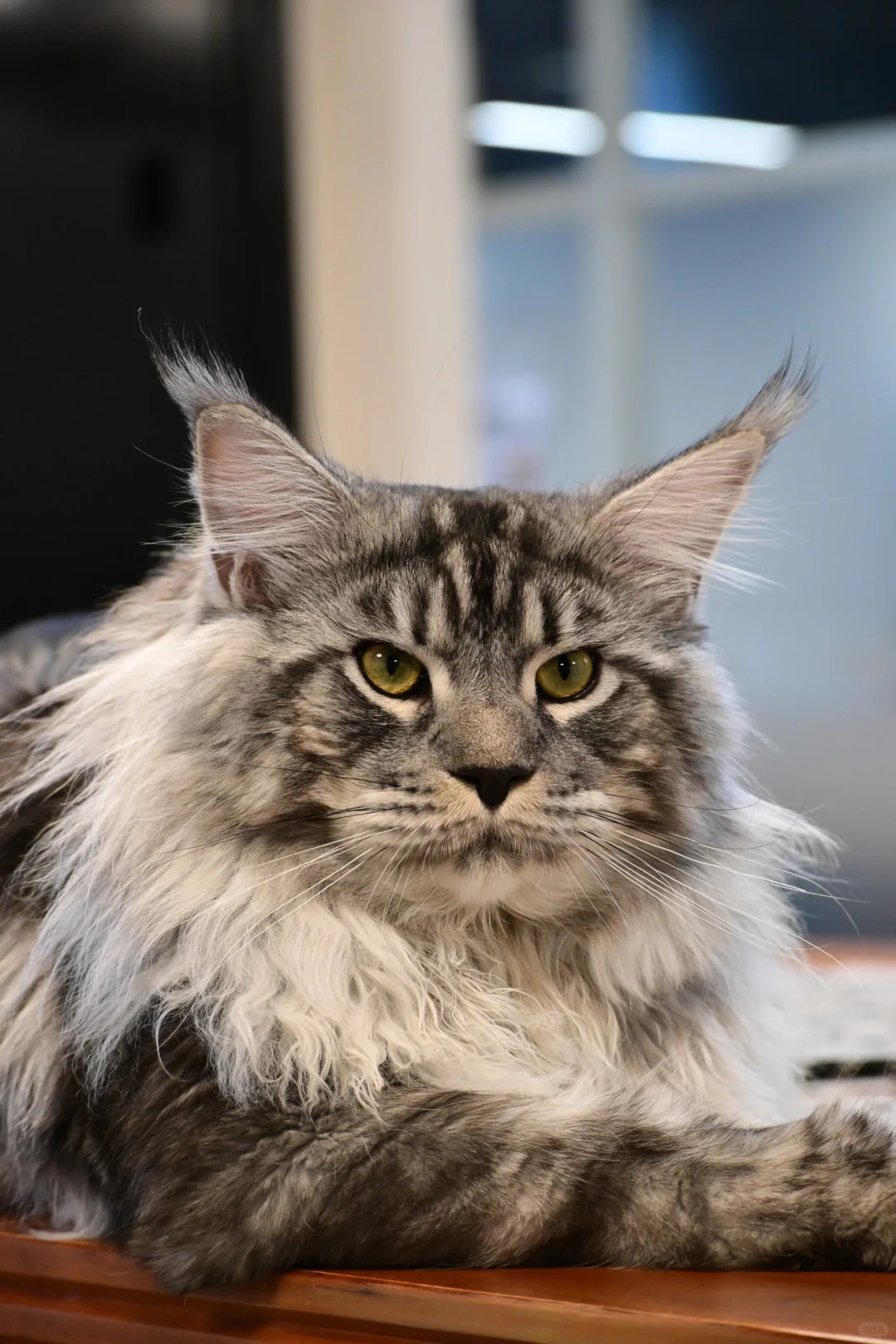 缅因银虎小模特找女朋友！