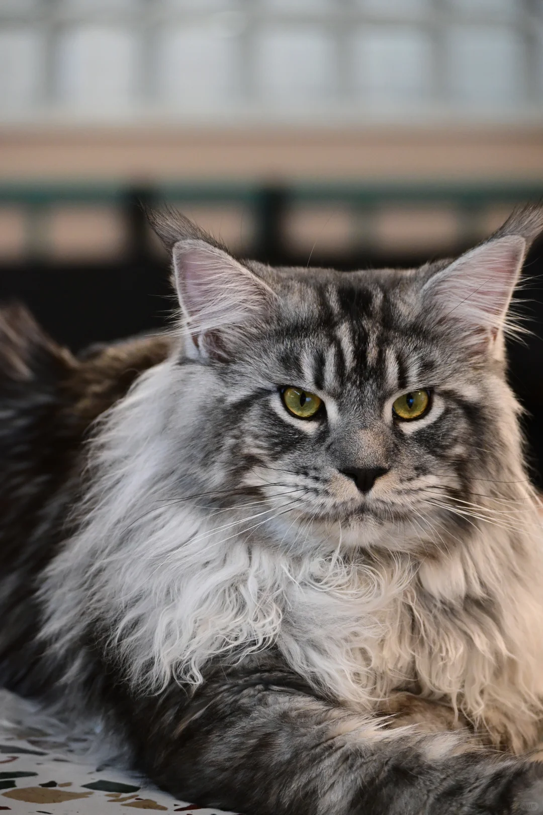 缅因银虎小模特找女朋友！