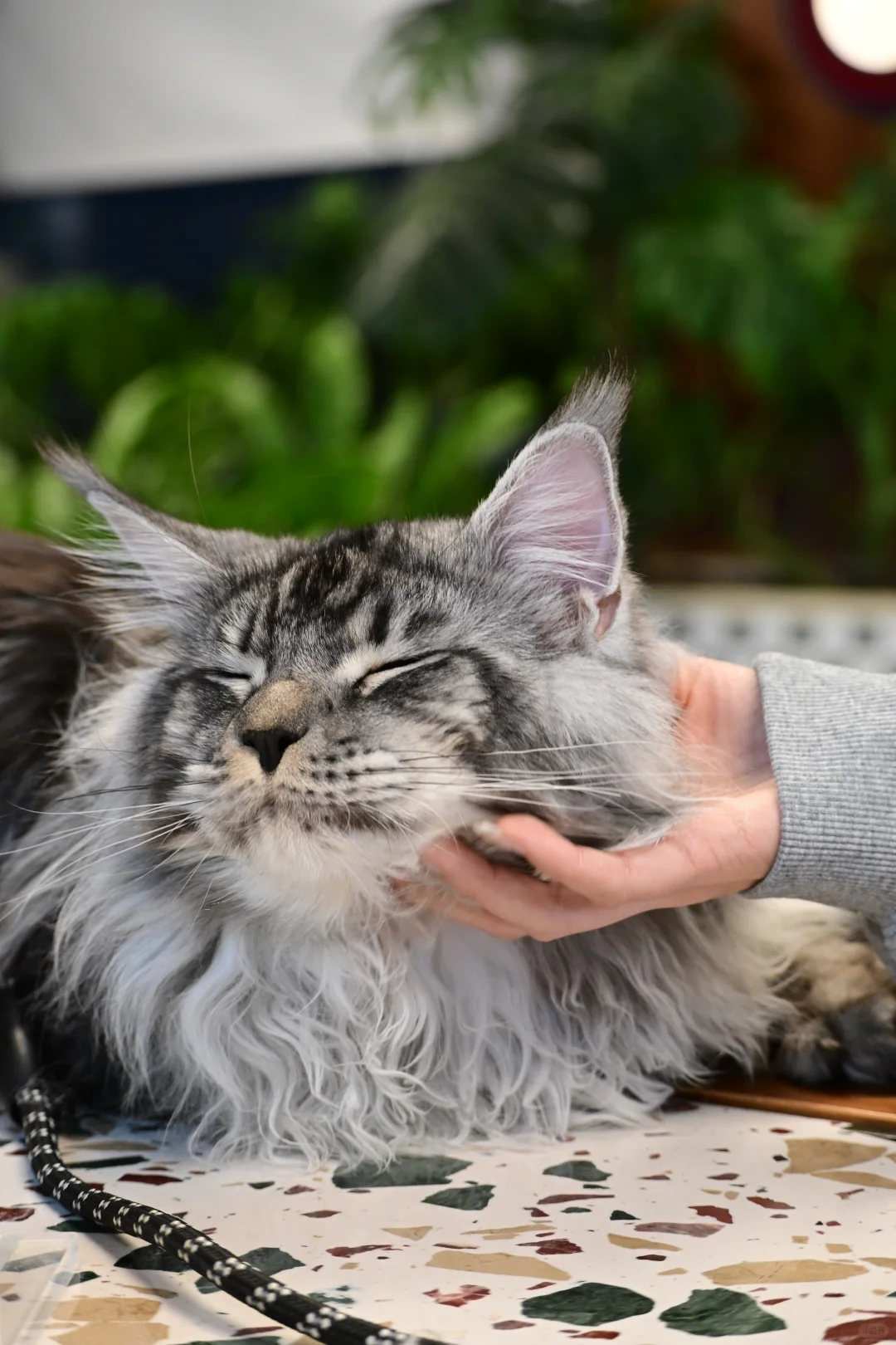 缅因银虎小模特找女朋友！