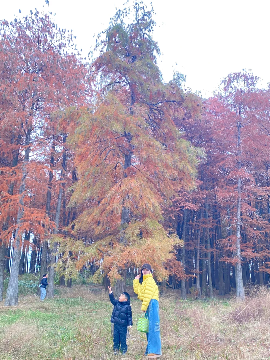 宁波四明湖｜被红杉林和瀑布惊艳的一天
