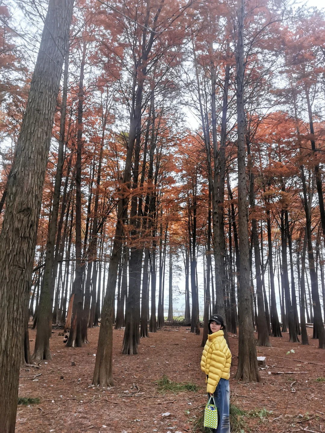 宁波四明湖｜被红杉林和瀑布惊艳的一天