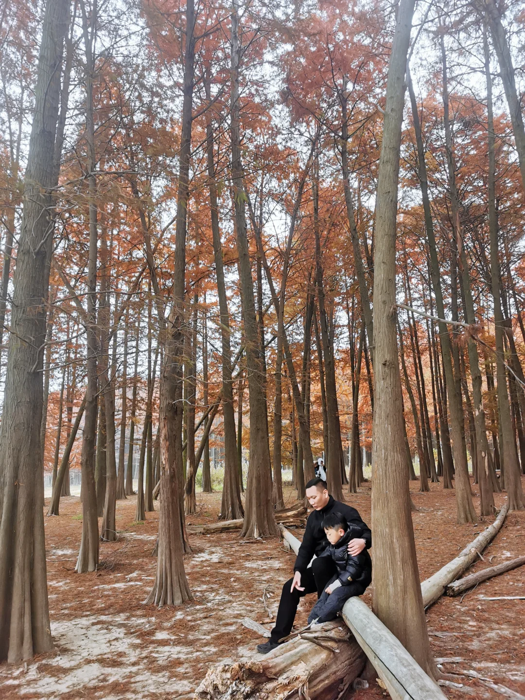 宁波四明湖｜被红杉林和瀑布惊艳的一天