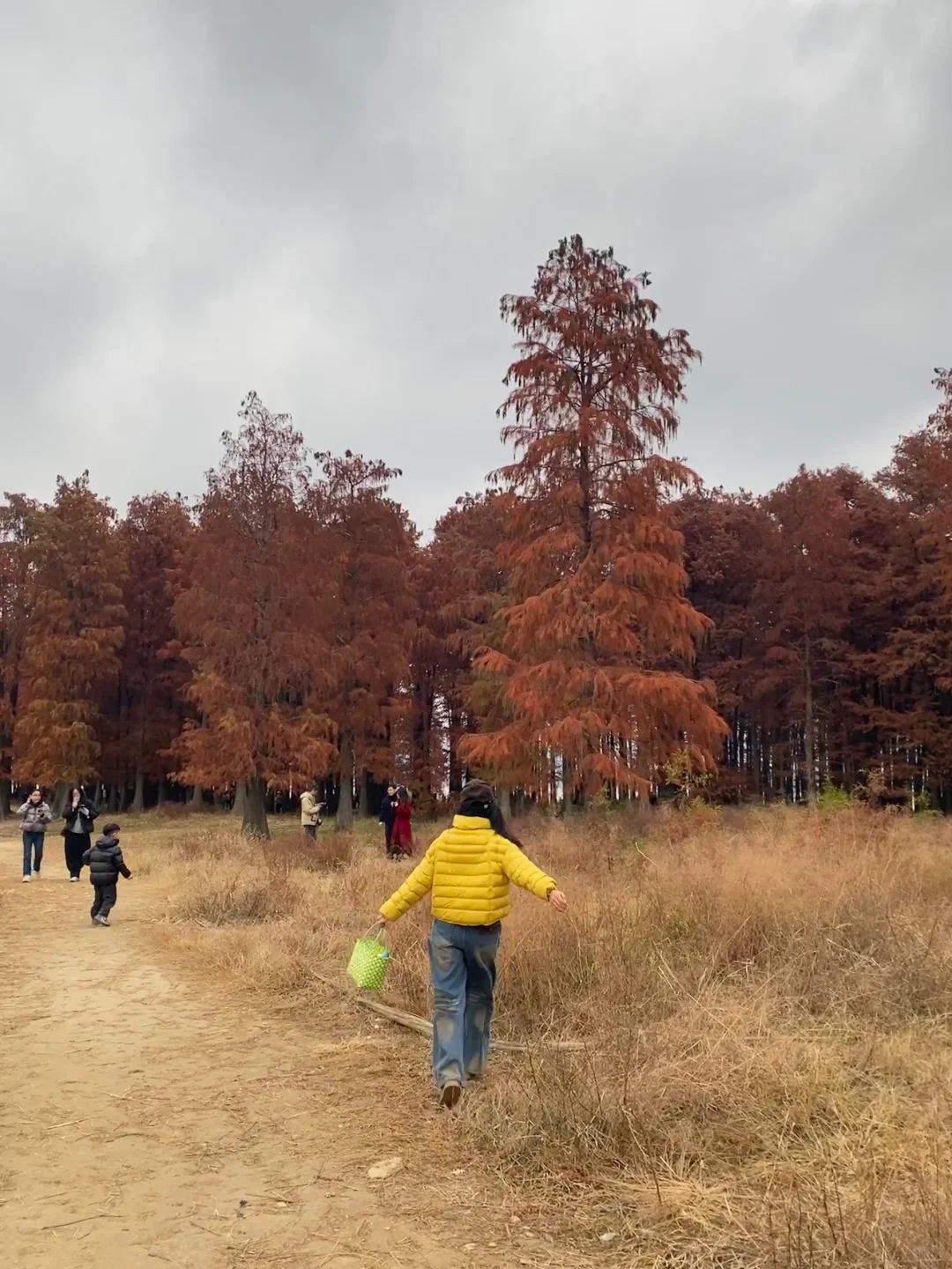 宁波四明湖｜被红杉林和瀑布惊艳的一天
