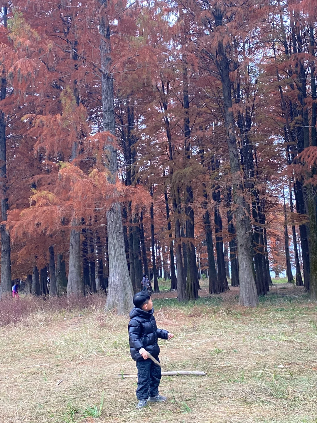 宁波四明湖｜被红杉林和瀑布惊艳的一天