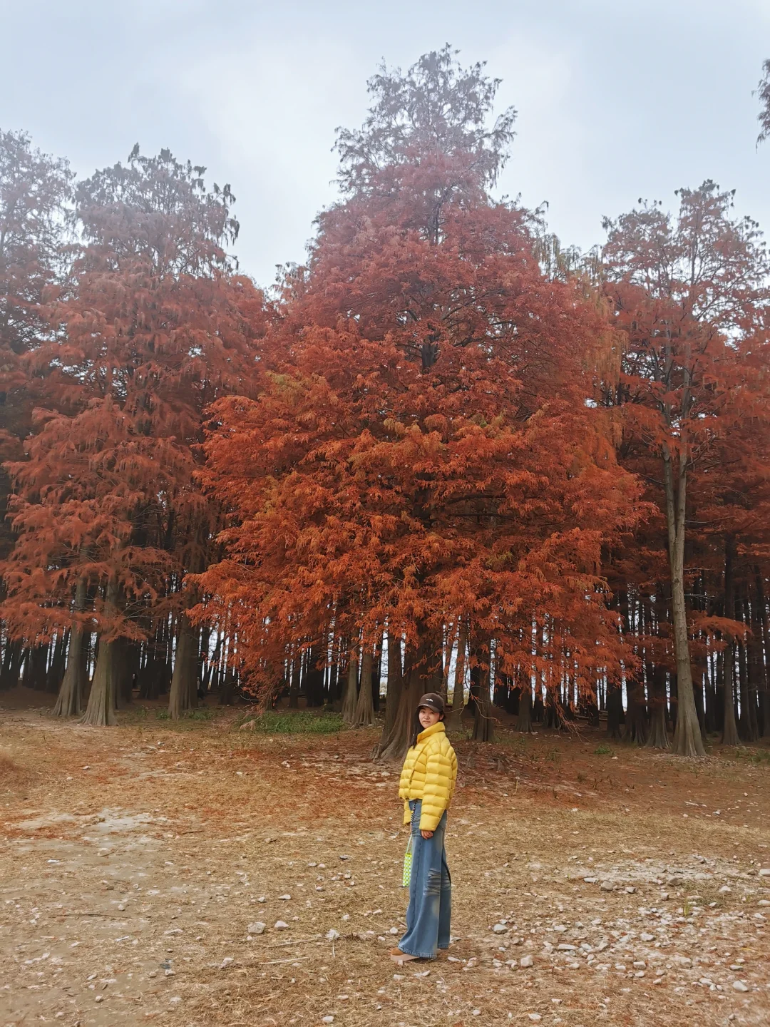 宁波四明湖｜被红杉林和瀑布惊艳的一天