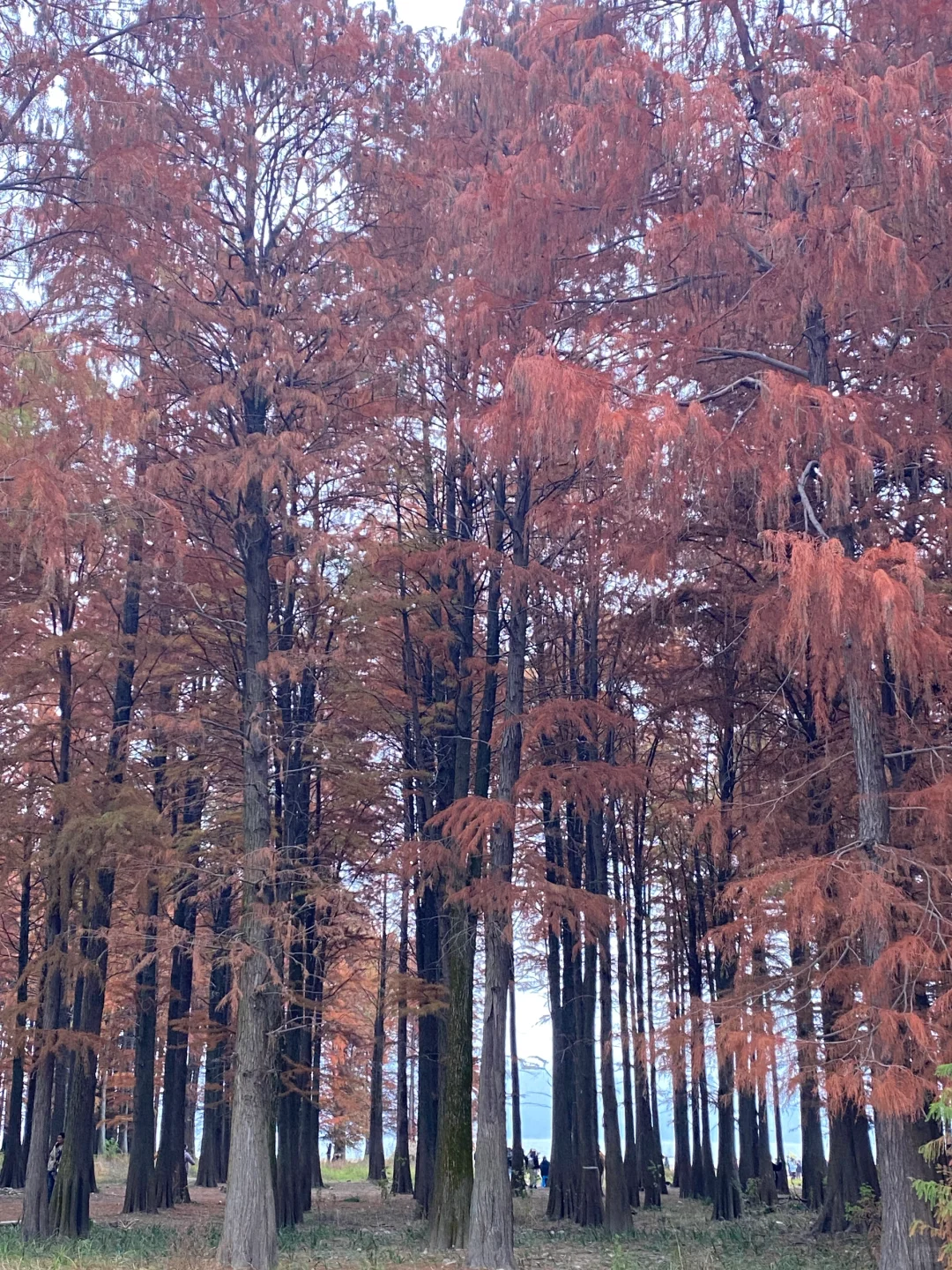 宁波四明湖｜被红杉林和瀑布惊艳的一天