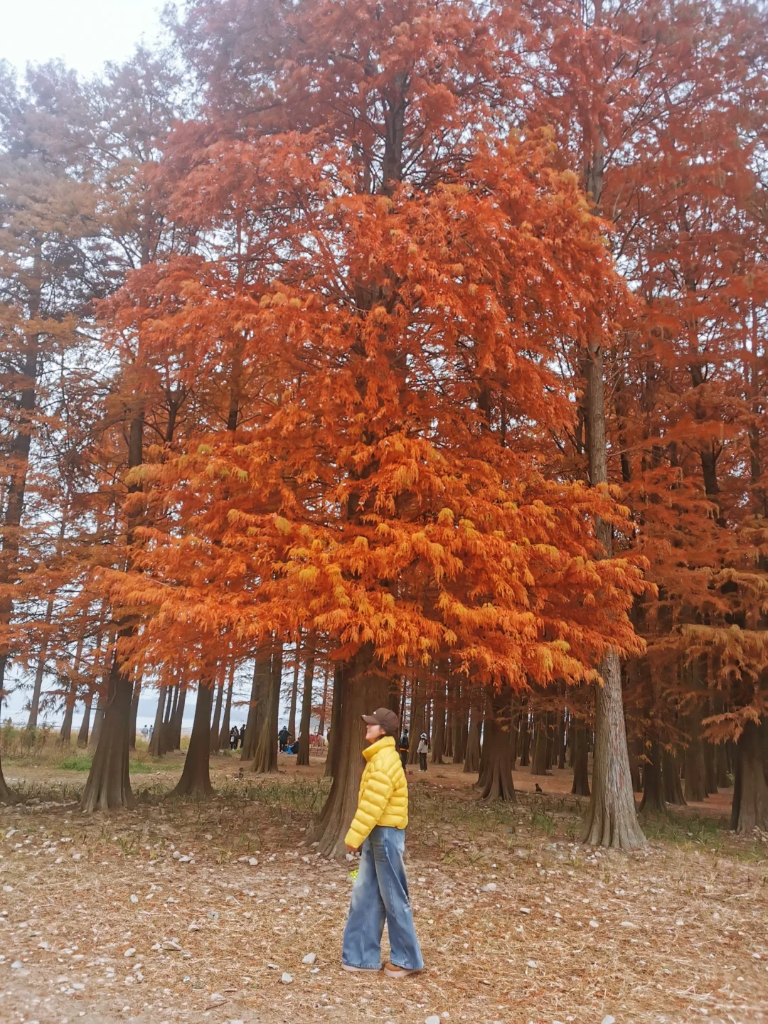 宁波四明湖｜被红杉林和瀑布惊艳的一天