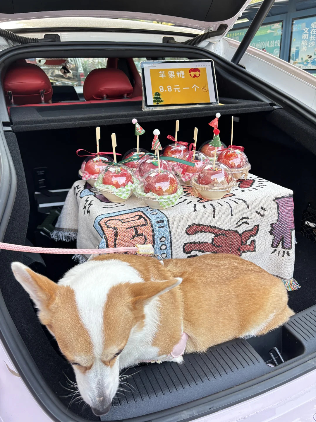 十万国产帕美优缺点坦白局👏