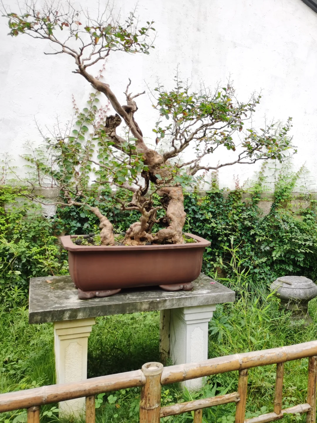 我爸为什么非让我买大众朗逸😢