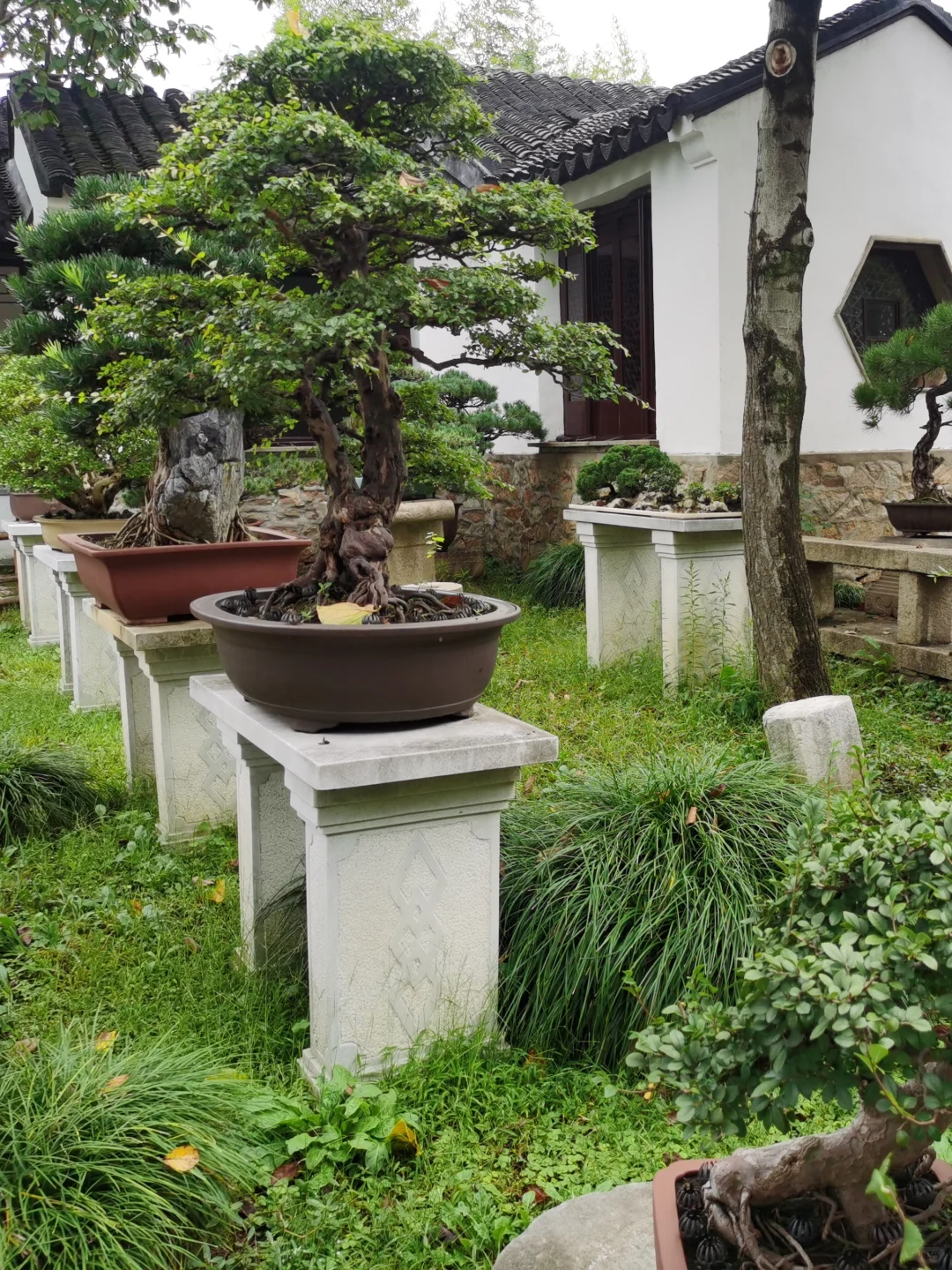 我爸为什么非让我买大众朗逸😢