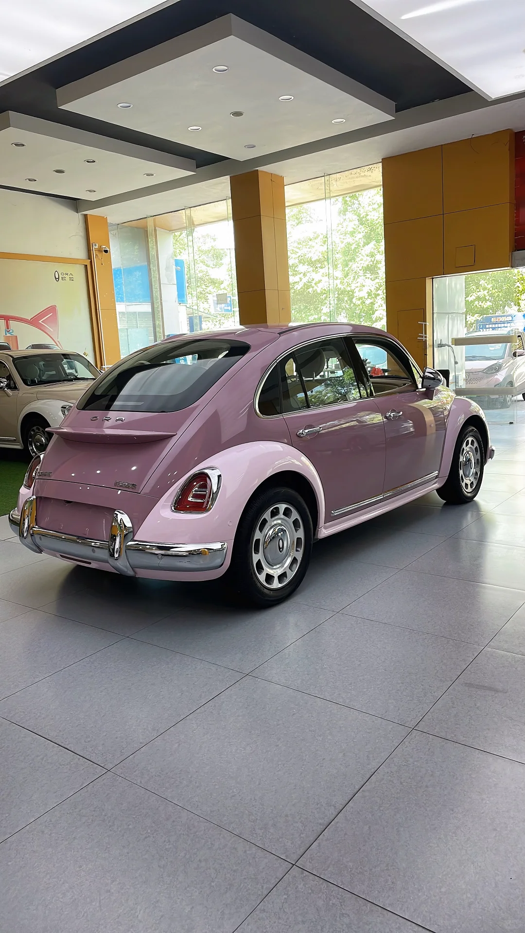 紫霞仙子芭蕾猫