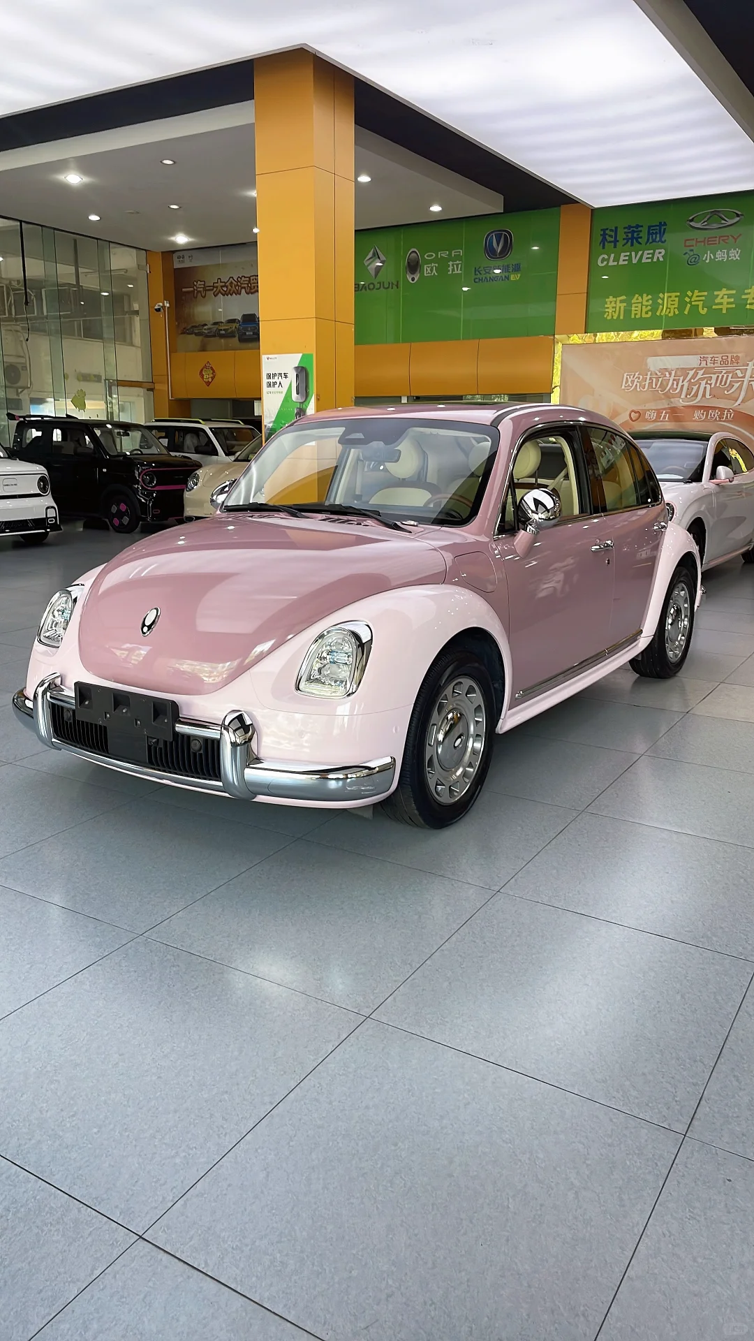 紫霞仙子芭蕾猫