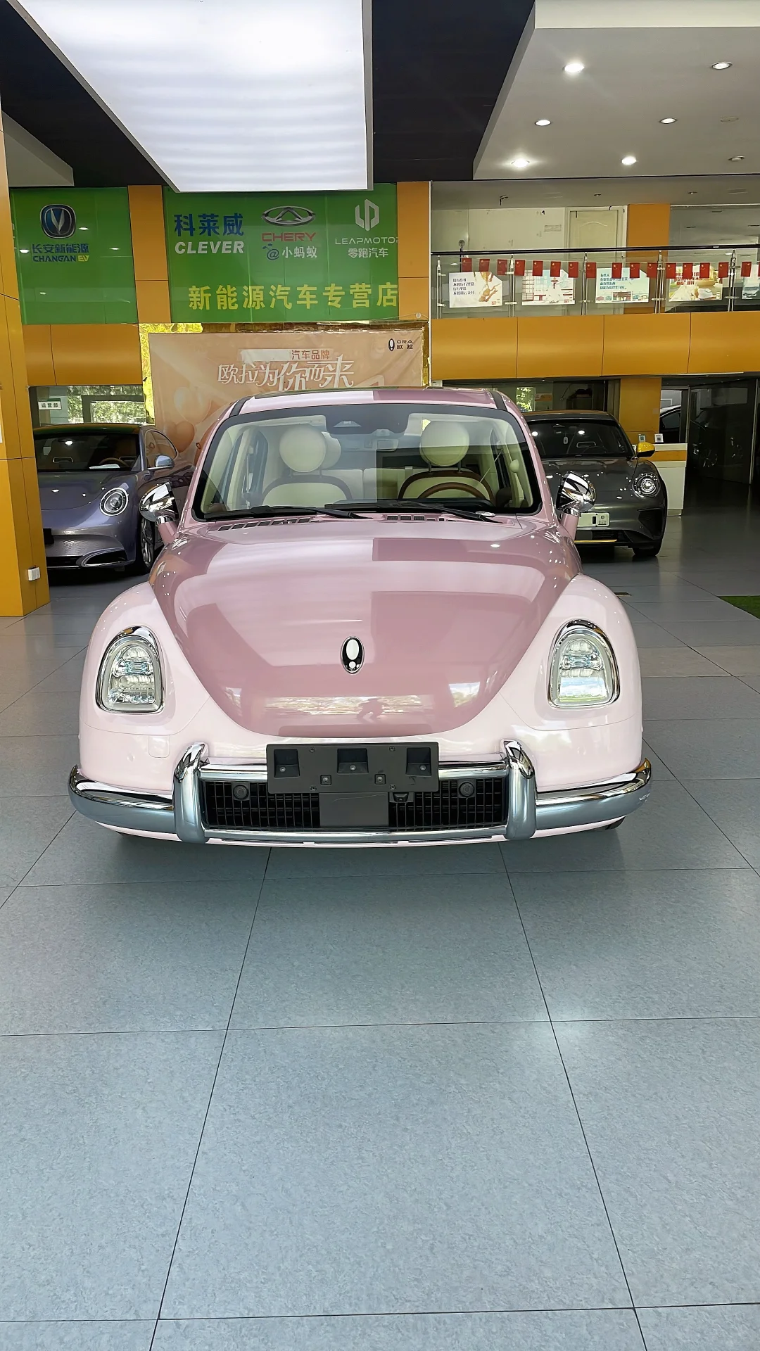 紫霞仙子芭蕾猫