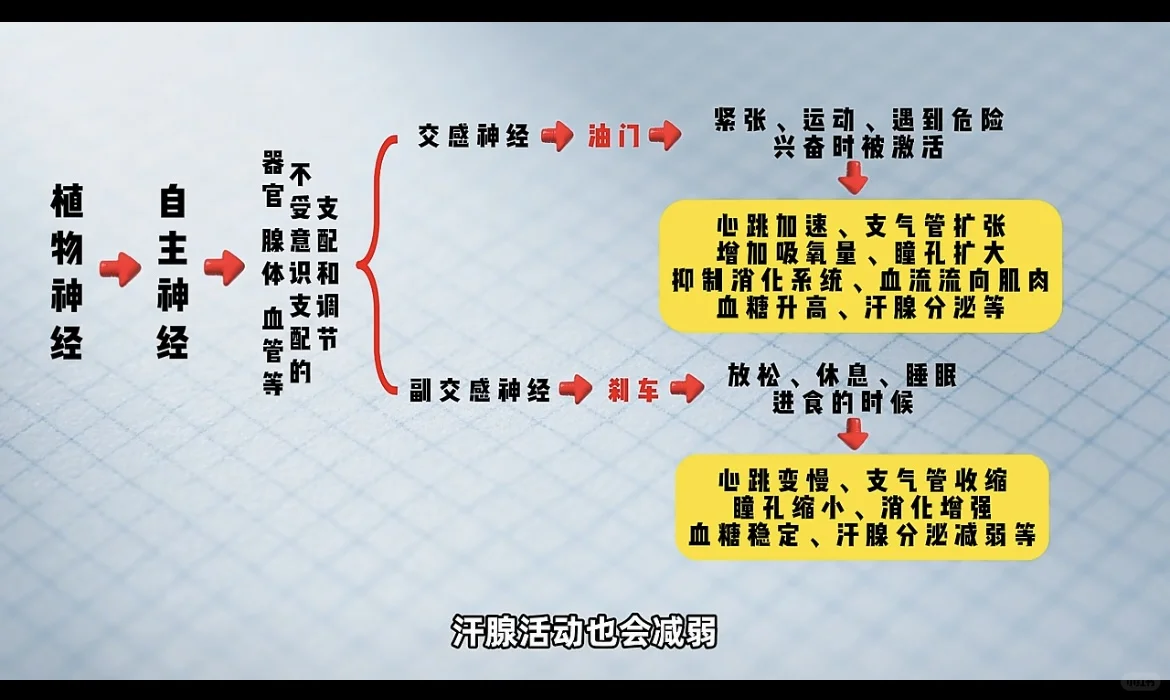 植物神经，身体的“自动驾驶”需要好好保养
