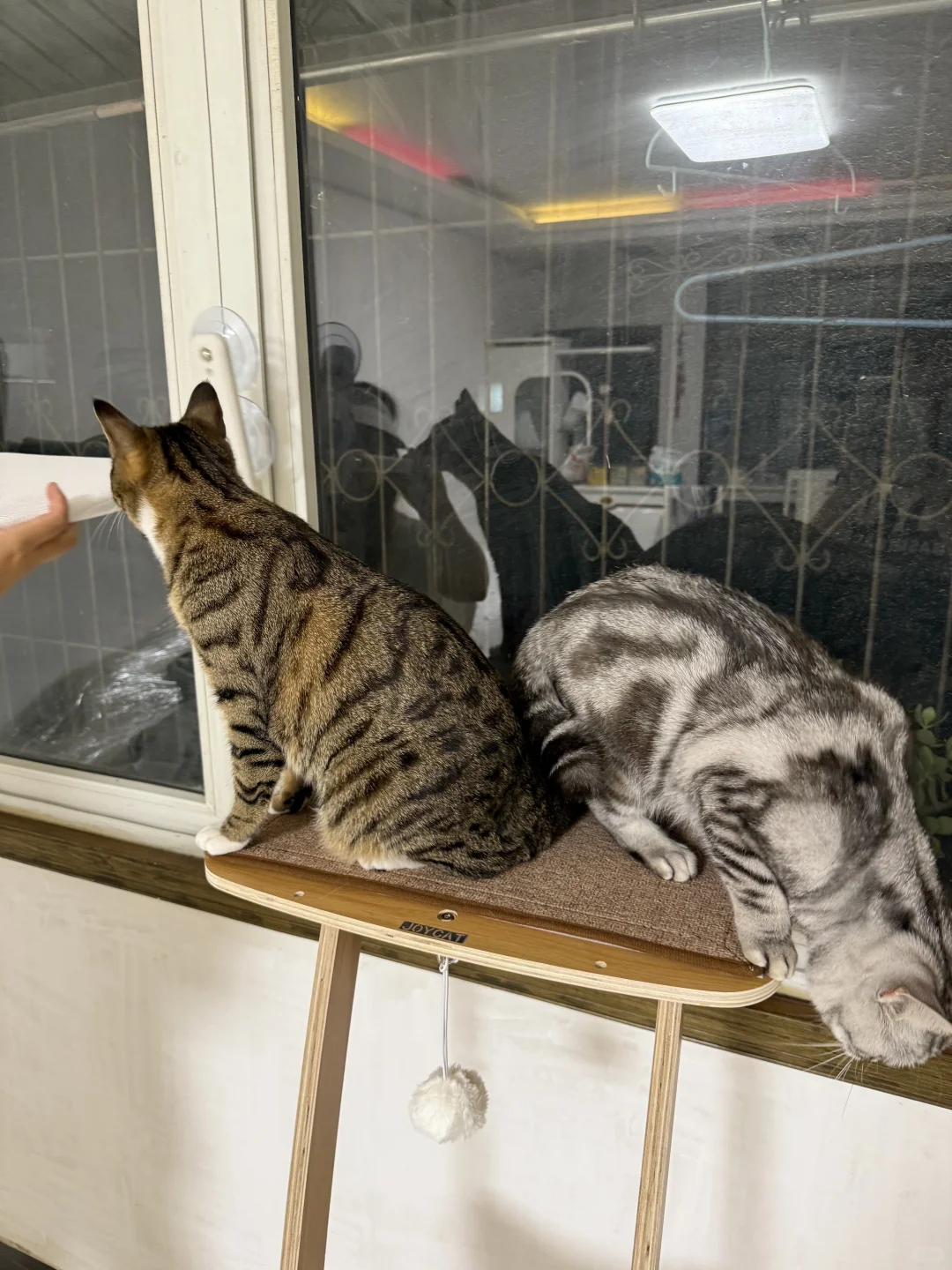 丰田亚洲龙测评