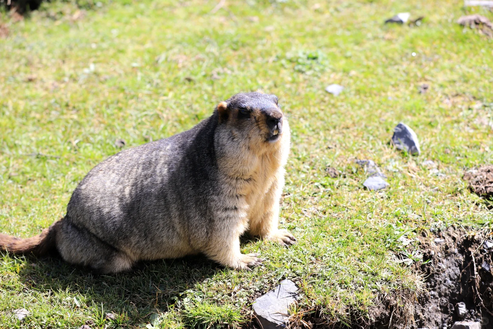 小鹏智驾，一言难尽