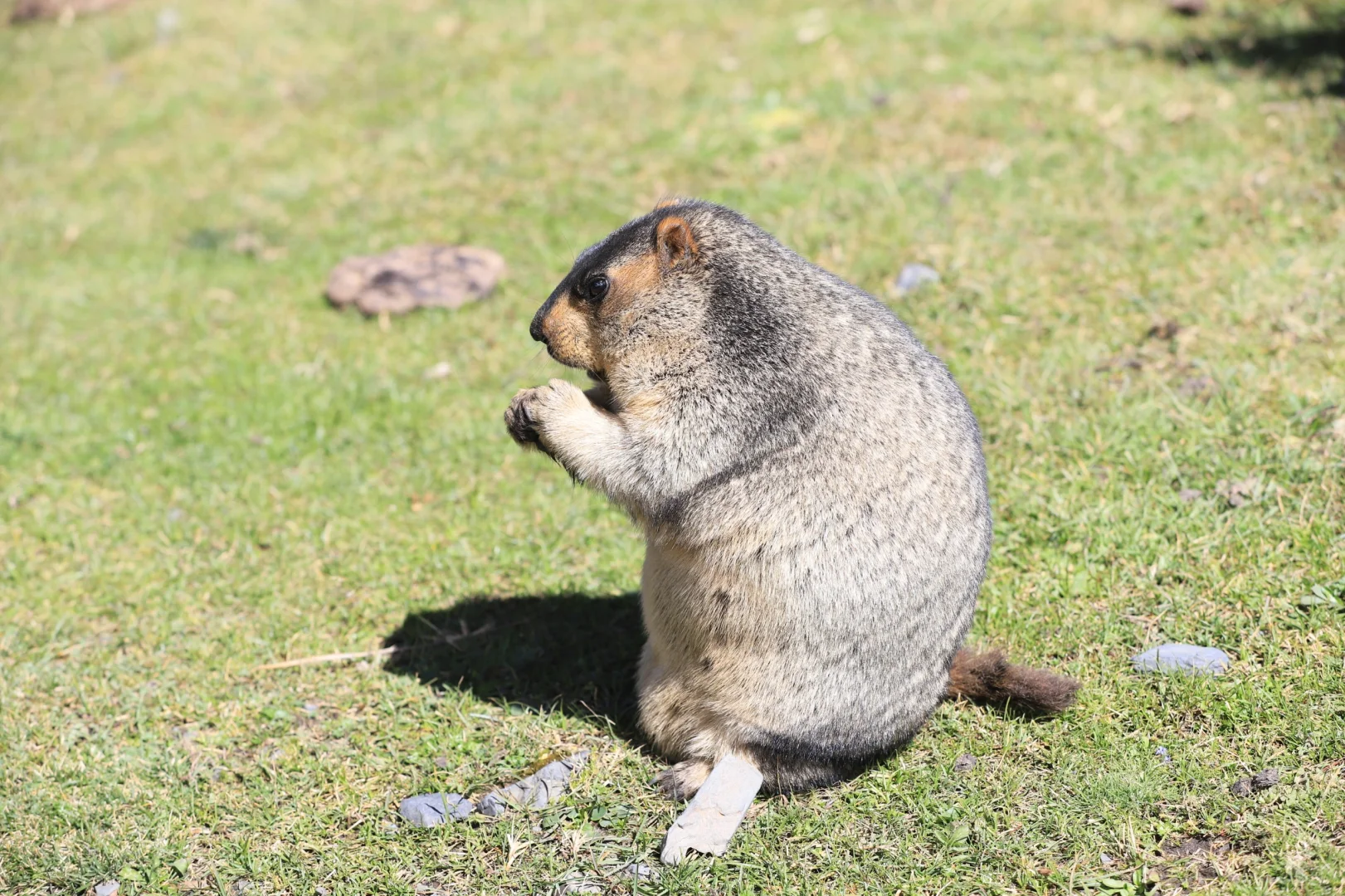 小鹏智驾，一言难尽