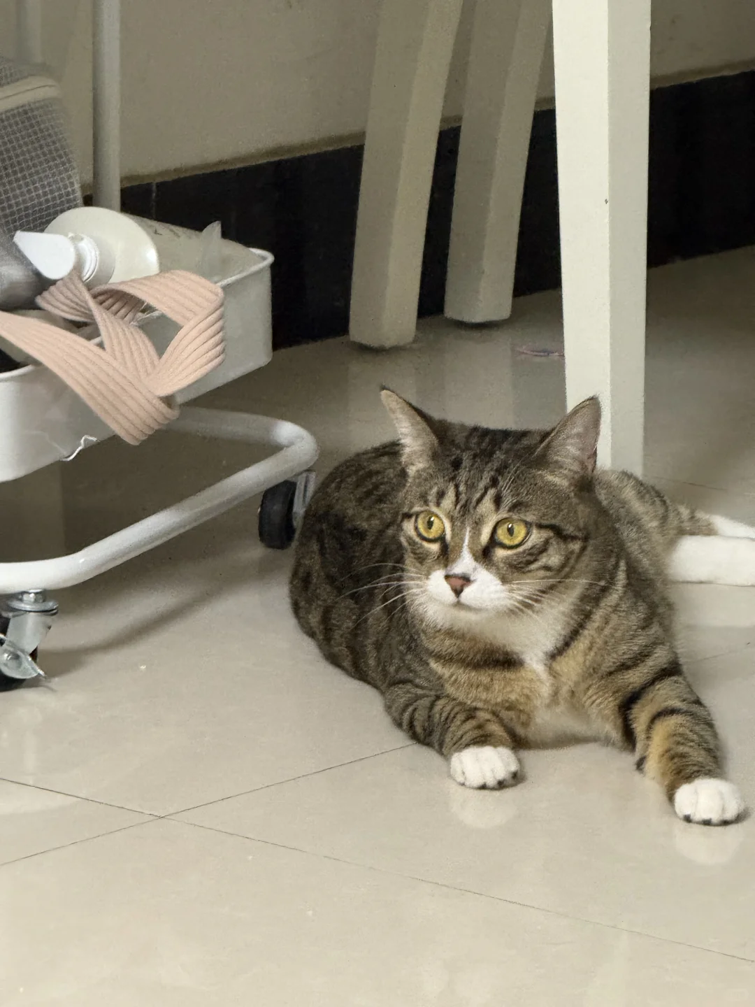 丰田亚洲龙测评