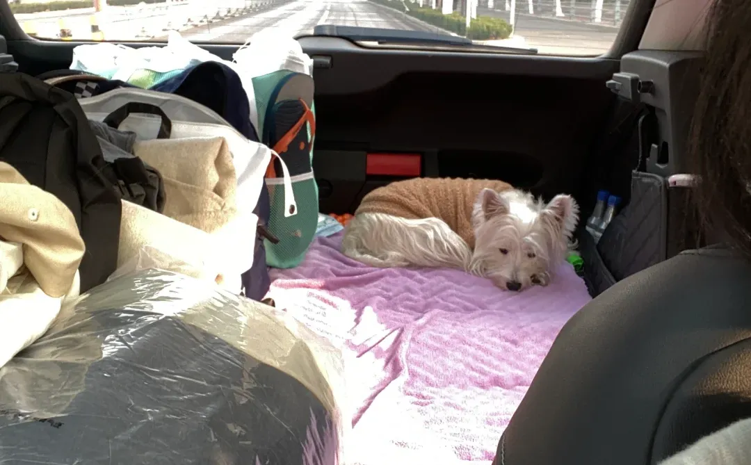 女生开suv真的很香😎落地10w+真实感受