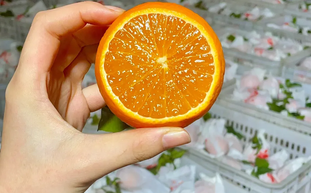超甜多汁的果冻橙🍊到啦！
