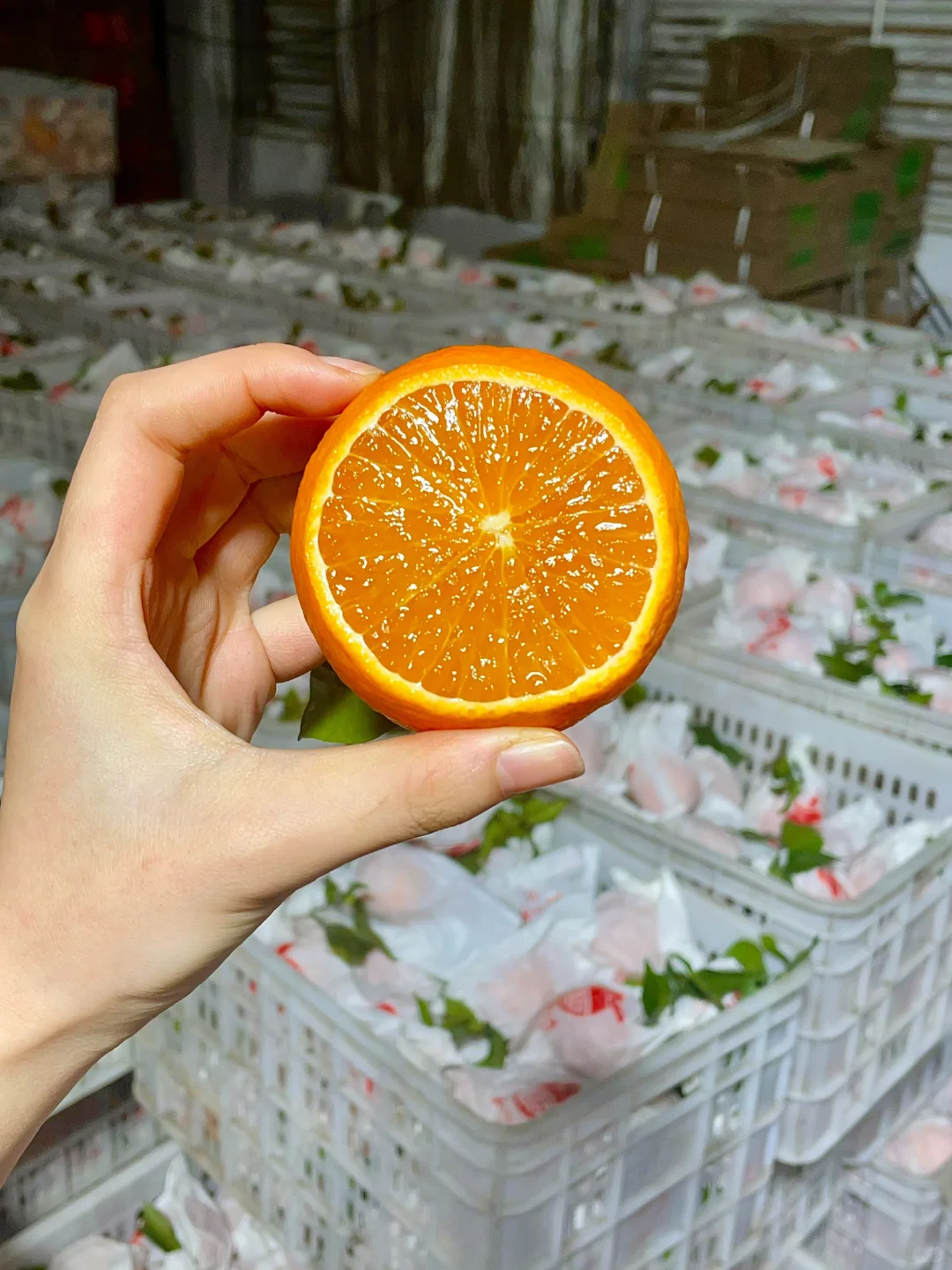 超甜多汁的果冻橙🍊到啦！