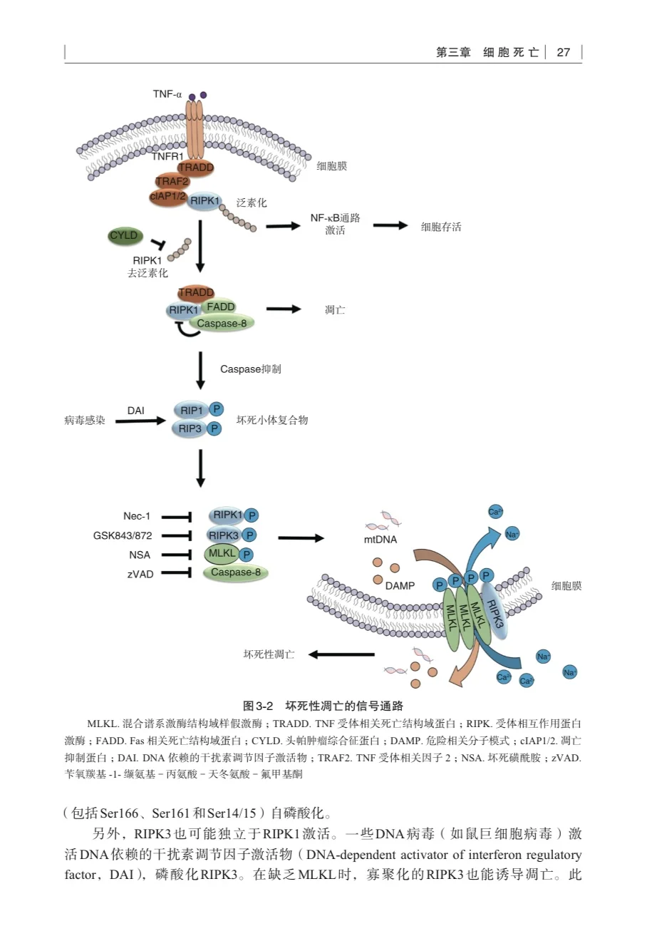 我愿称之为信号通路最伟大的详解