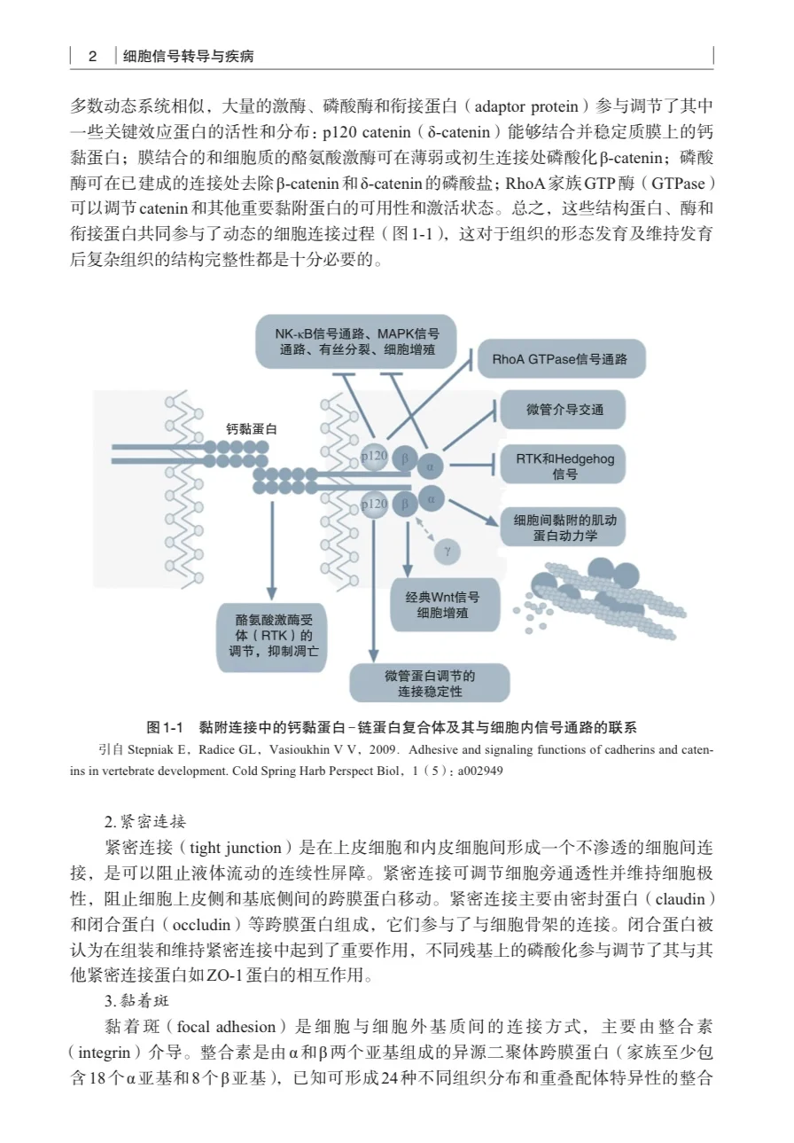 我愿称之为信号通路最伟大的详解