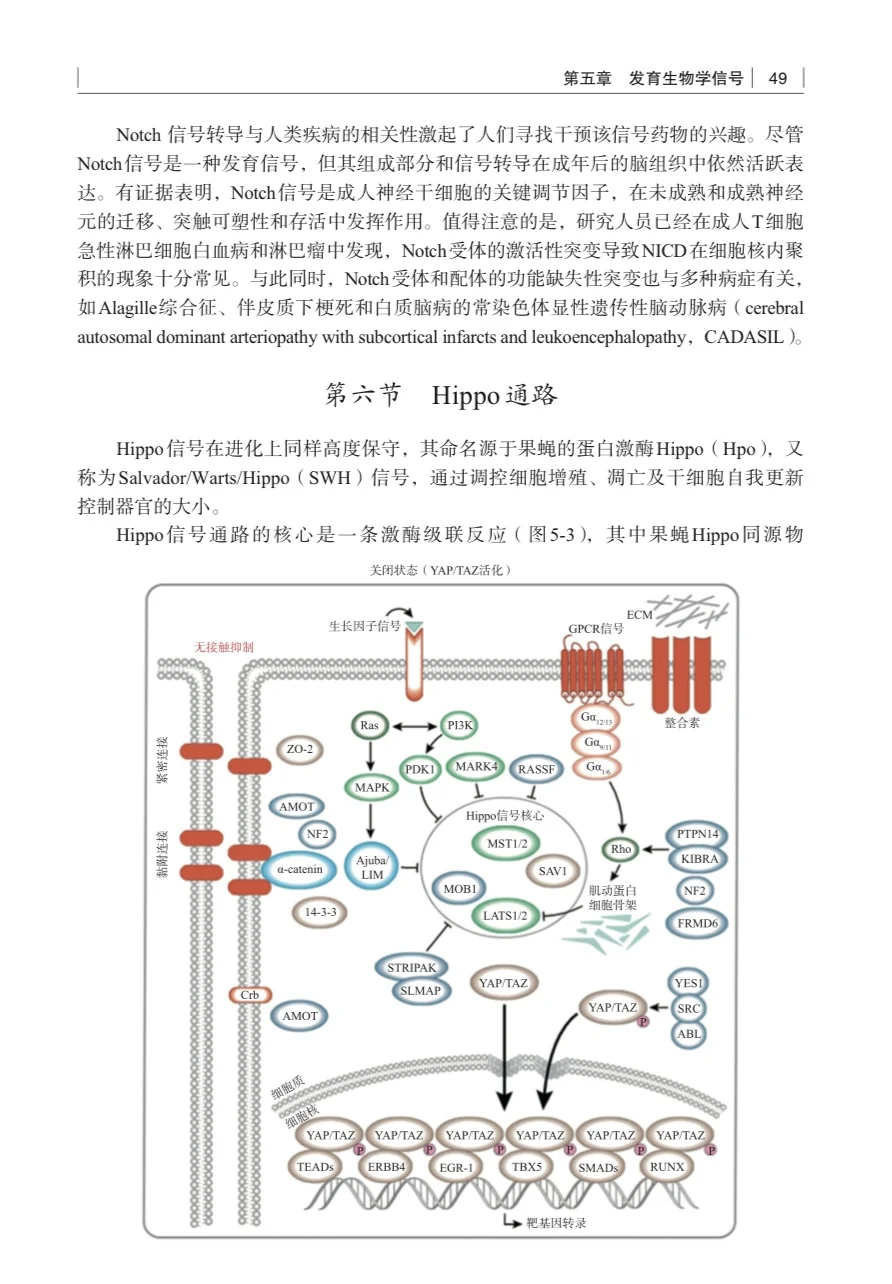 我愿称之为信号通路最伟大的详解