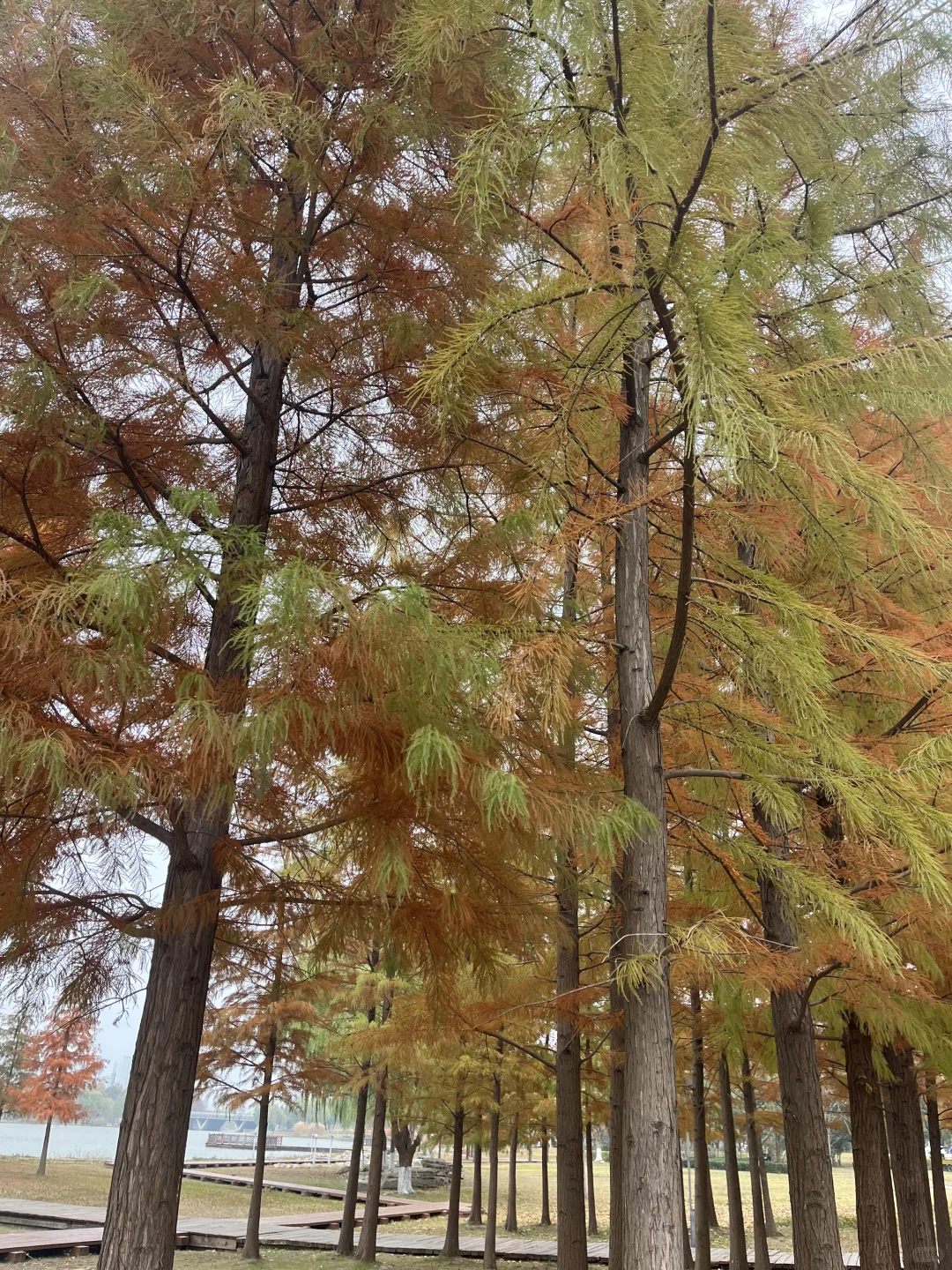 Urgently seeking remote workers