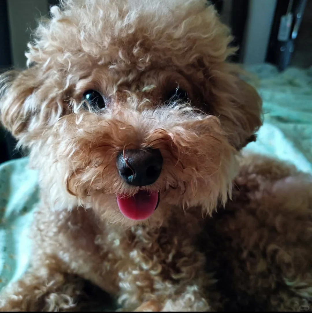 Python 小白也能做拼豆图？！转图逻辑分享