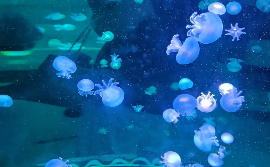 学中医的“底层代码”：阳化气，阴成形