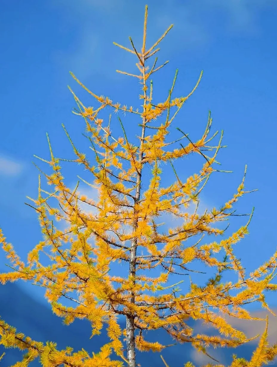 取舍之间：艺术的语法与破格