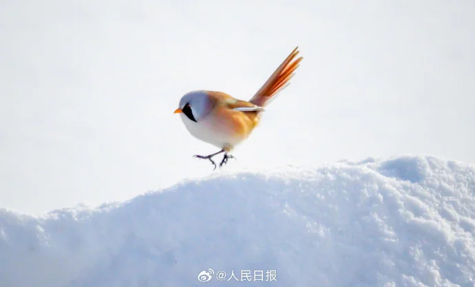 🌸该不该主动提加薪/跳槽?答案