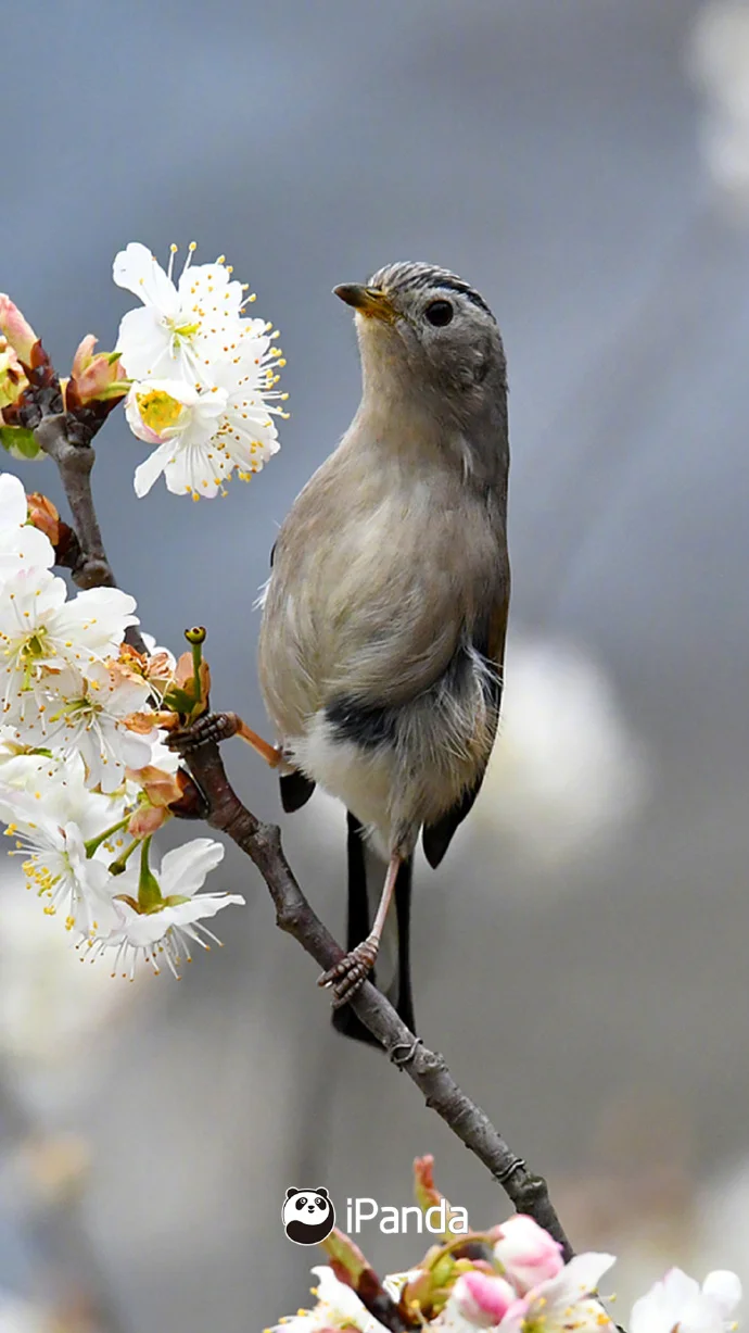 🌸该不该主动提加薪/跳槽?答案