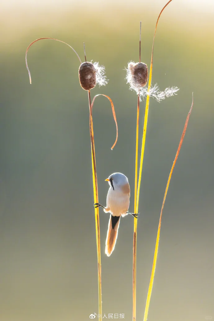 🌸该不该主动提加薪/跳槽?答案
