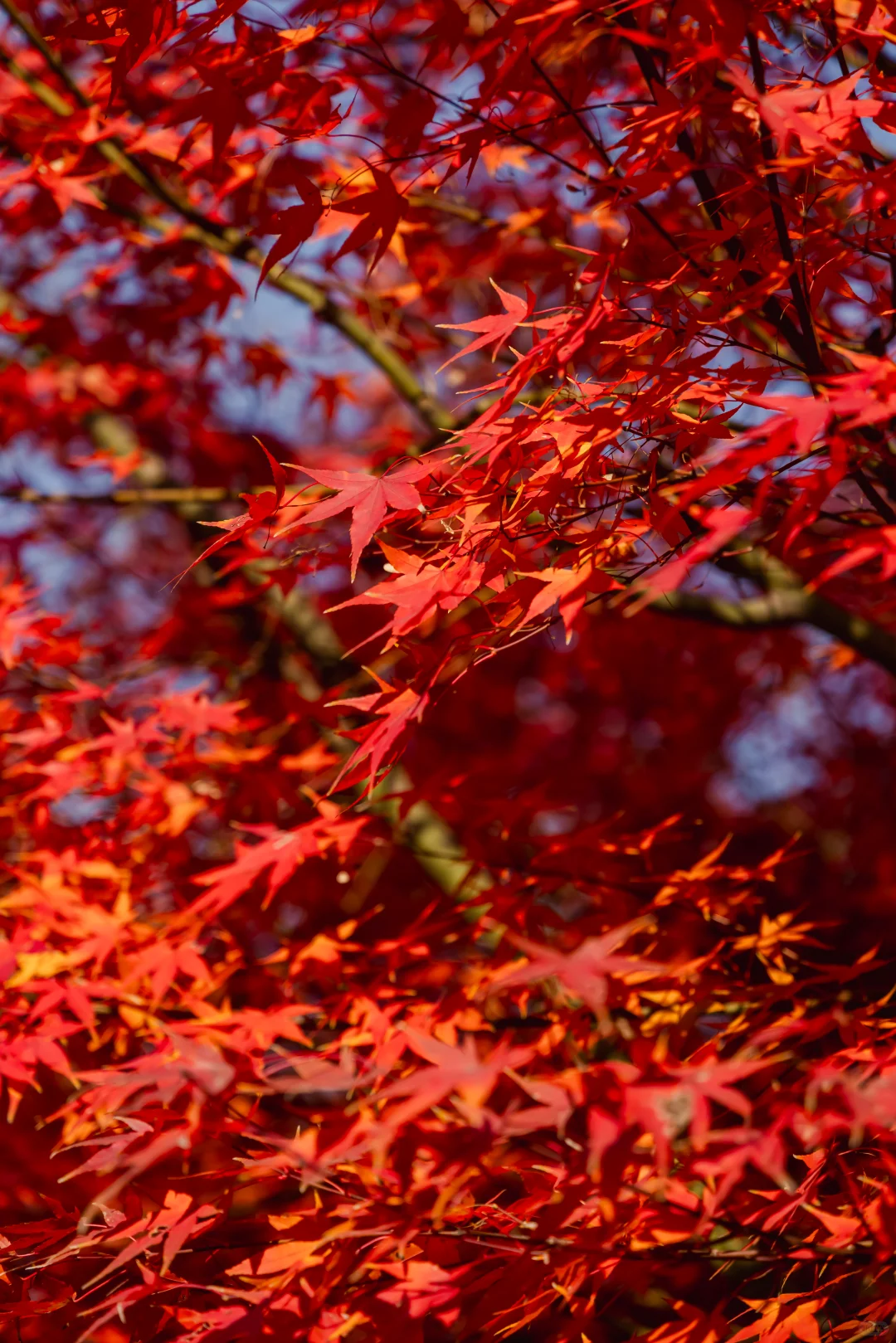 凯乐石签约自费运动员
