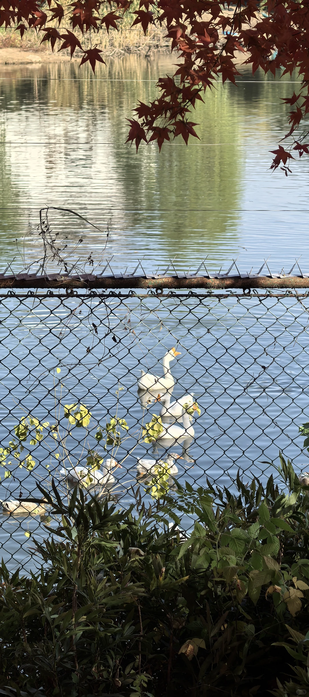 凯乐石签约自费运动员