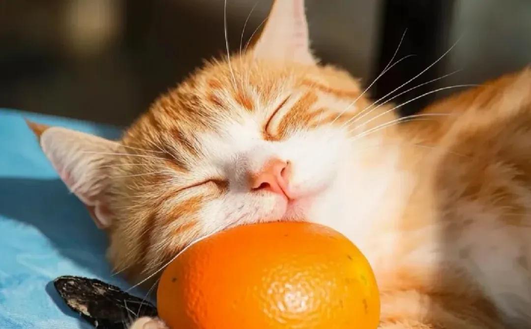 # 上海徐汇神仙国企实习✨人才发展岗