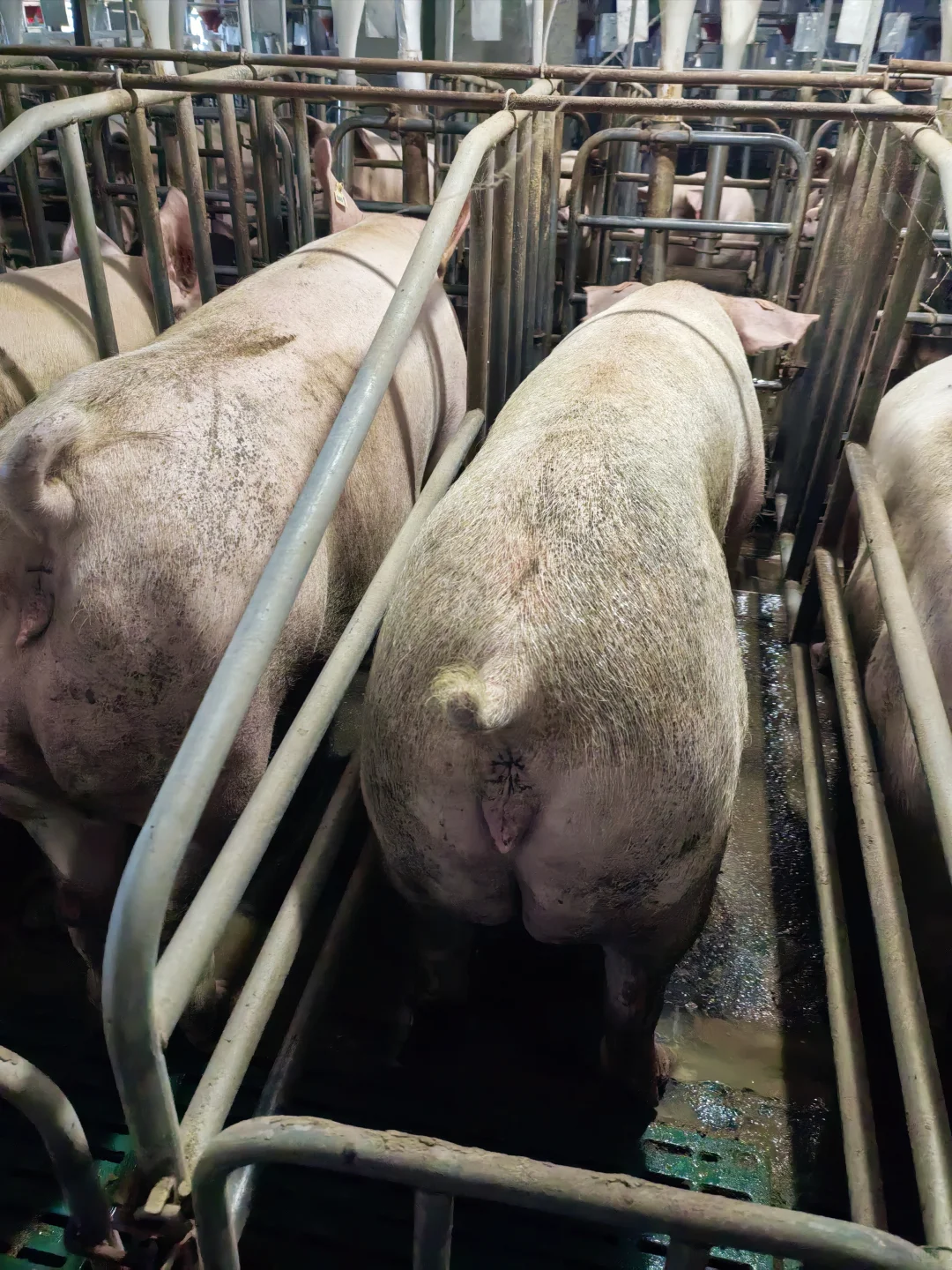 05 女大勇闯猪场