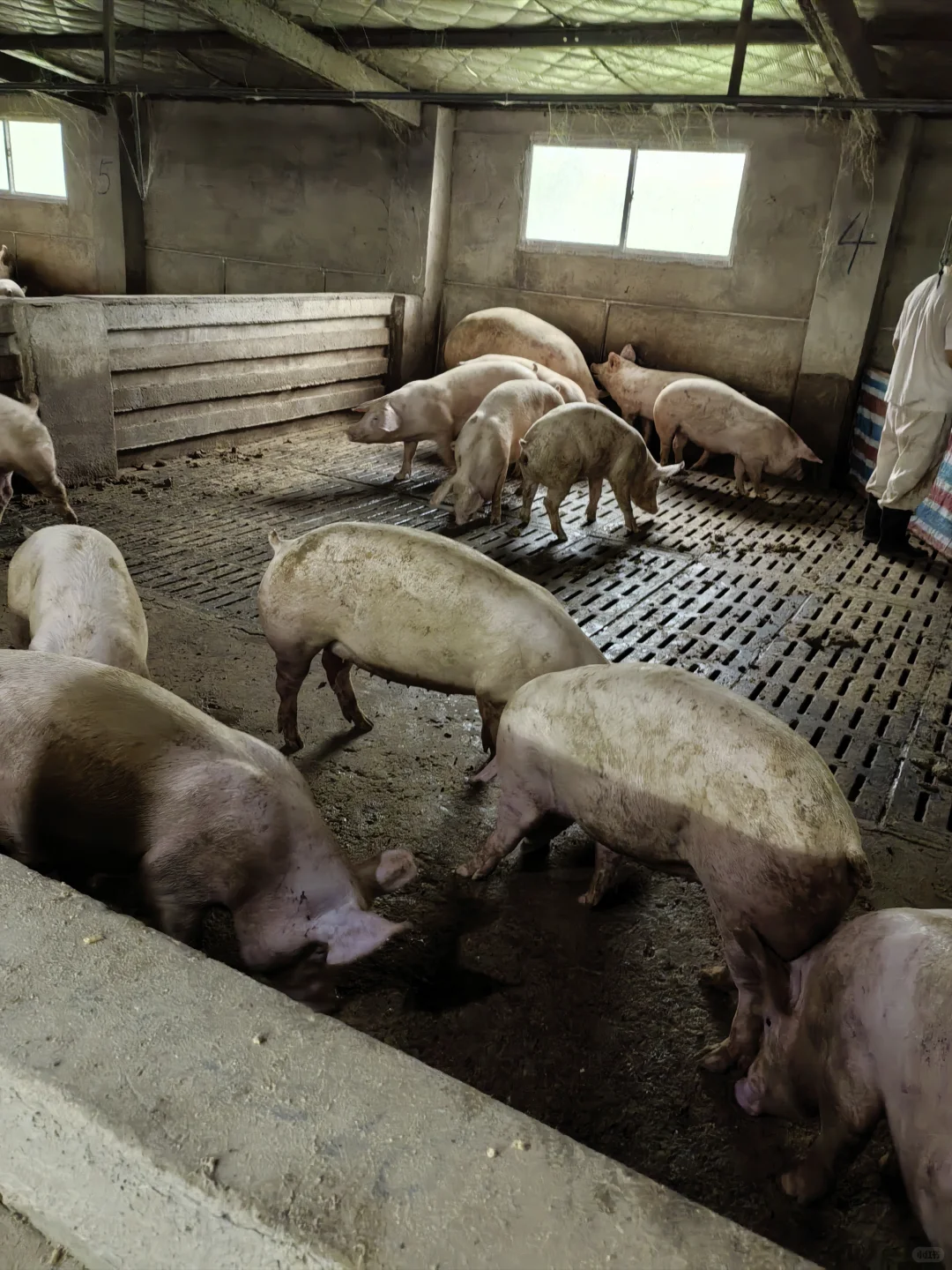 05 女大勇闯猪场